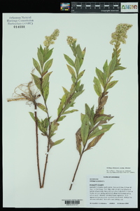 Solidago altissima subsp. altissima image