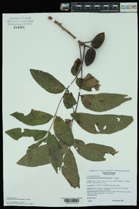 Carya illinoinensis image