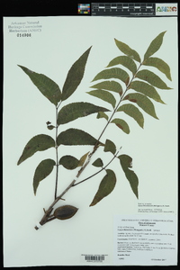 Carya illinoinensis image