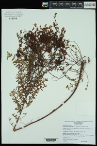 Hypericum perforatum image