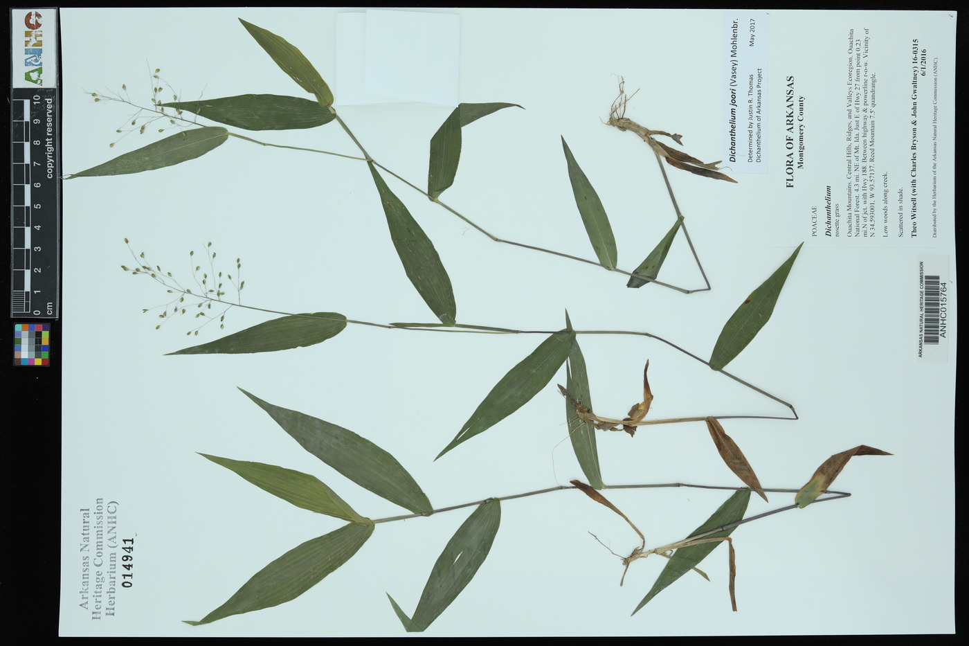 Dichanthelium joorii image