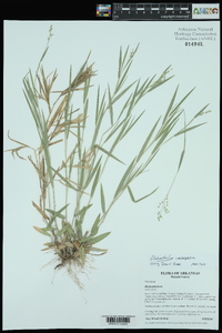 Dichanthelium consanguineum image