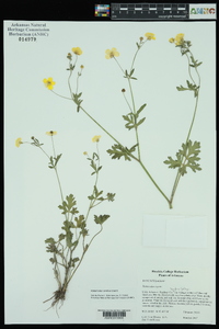 Ranunculus sardous image