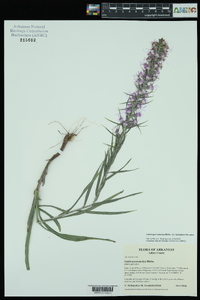 Liatris pycnostachya var. lasiophylla image