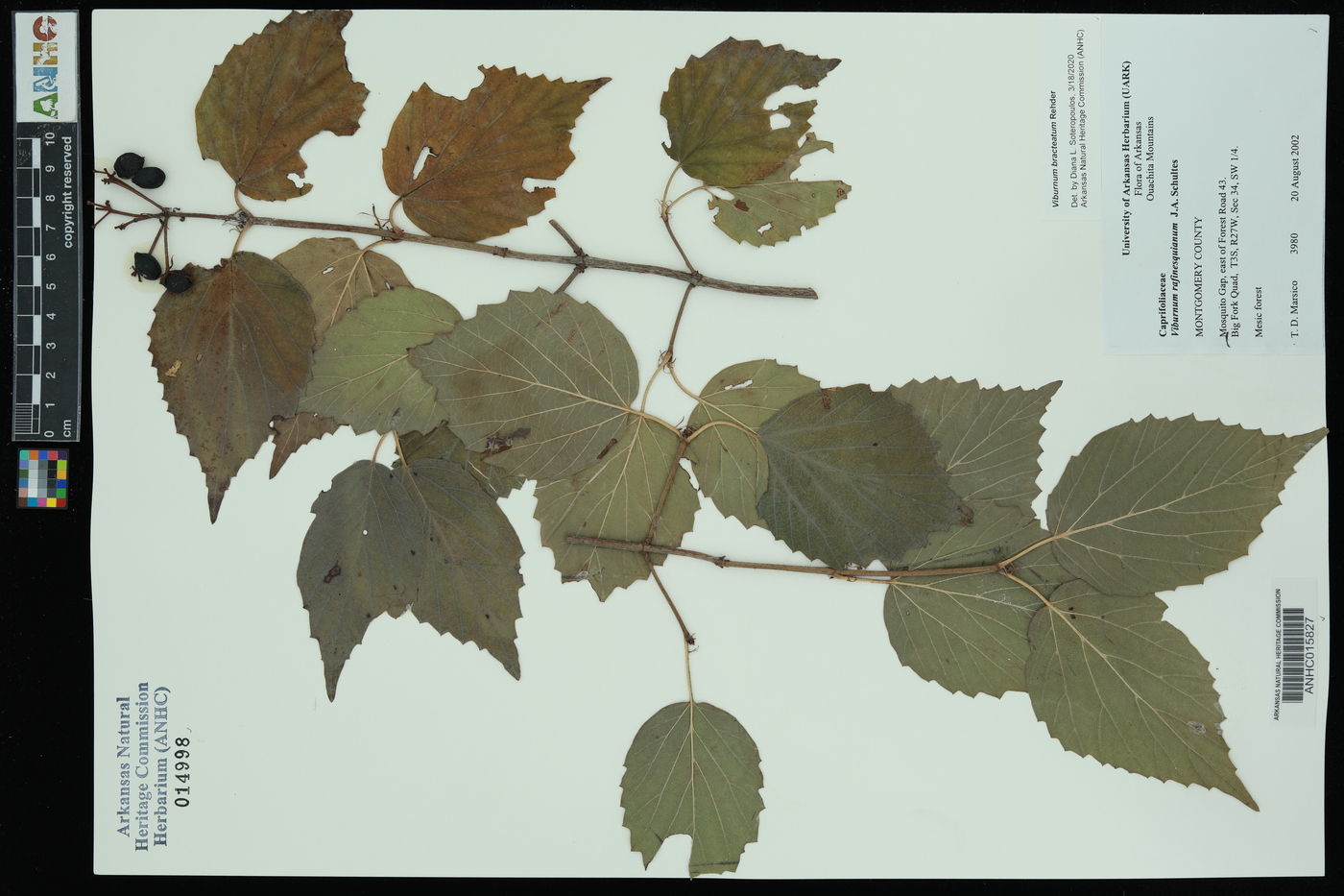 Viburnum bracteatum image