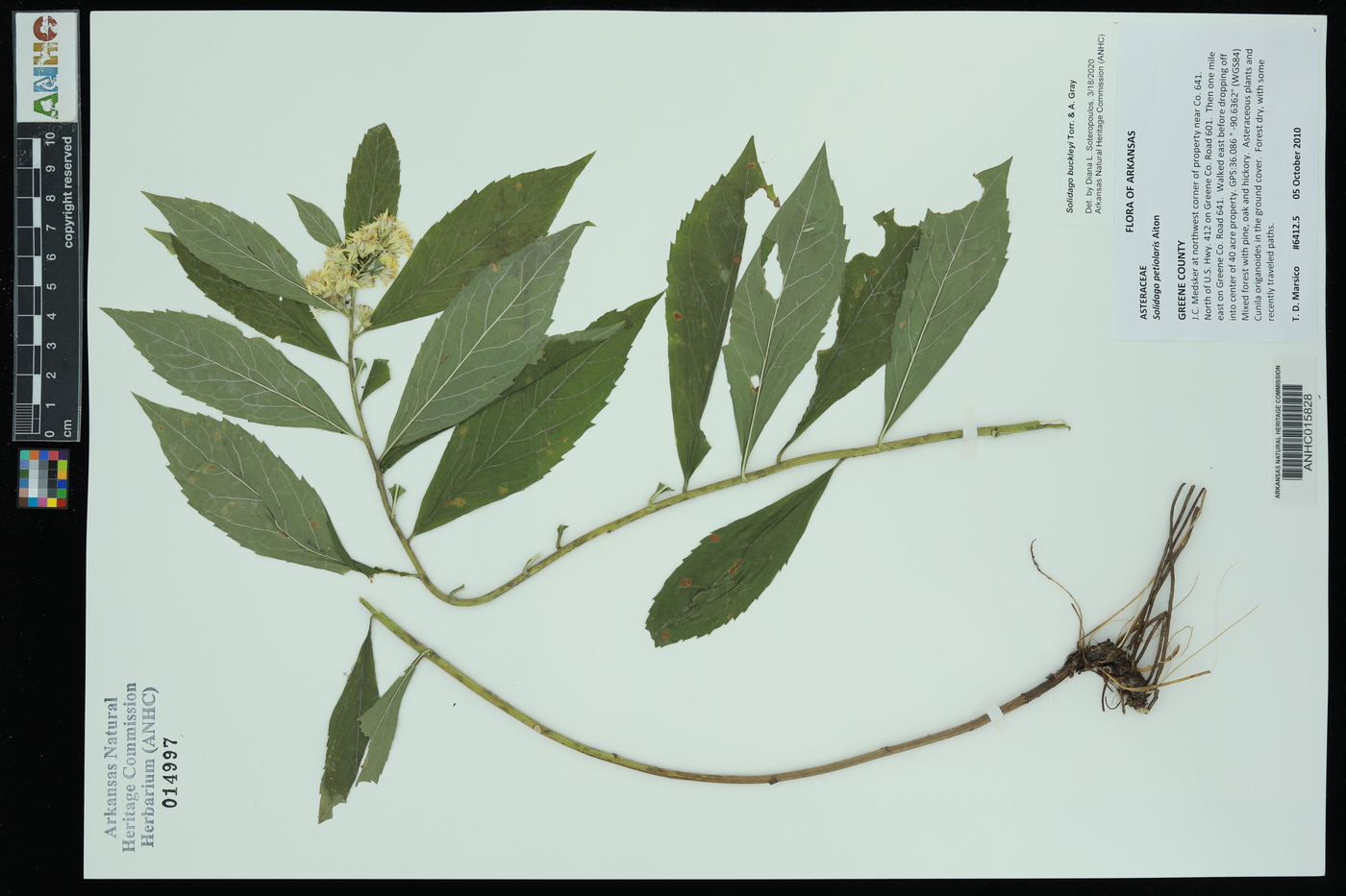 Solidago buckleyi image