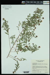 Symphyotrichum oblongifolium image