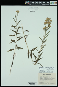 Brickellia eupatorioides var. texana image