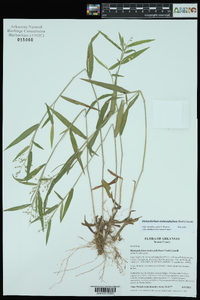 Dichanthelium malacophyllum image