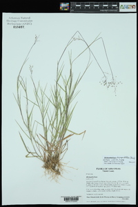 Dichanthelium chrysopsidifolium image