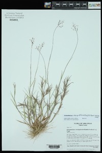 Dichanthelium chrysopsidifolium image