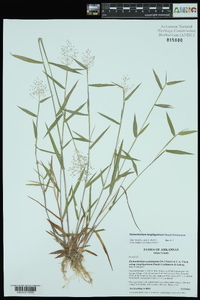 Dichanthelium acuminatum subsp. longiligulatum image