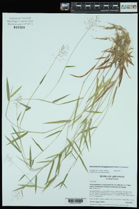 Dichanthelium acuminatum subsp. longiligulatum image