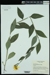 Verbesina helianthoides image