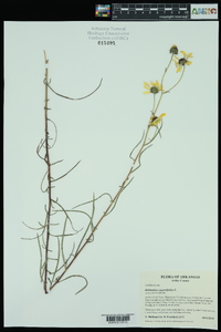 Helianthus angustifolius image