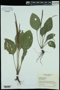 Plantago rugelii image