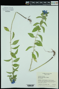 Hydrolea ovata image