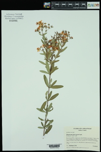 Hypericum lobocarpum image