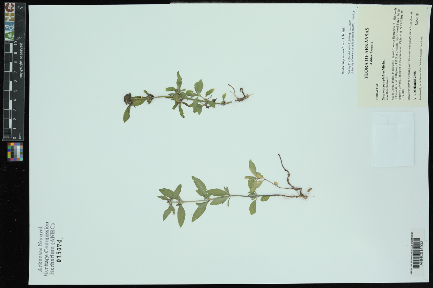 Diodia dasycephala image