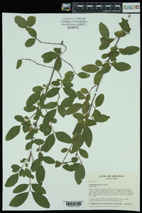 Ligustrum sinense image