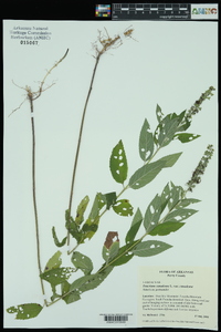 Teucrium canadense var. canadense image