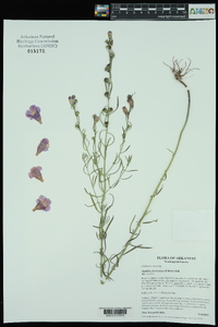 Agalinis fasciculata image