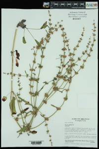 Rumex pulcher image