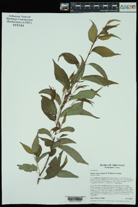 Prunus munsoniana image