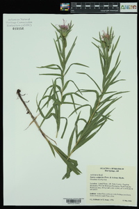 Liatris compacta image