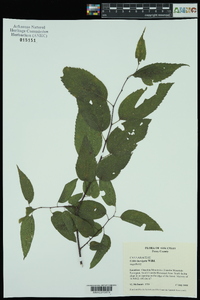 Celtis laevigata image