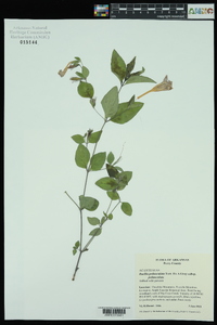 Ruellia pedunculata image