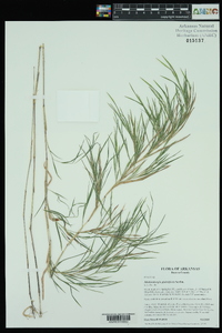 Muhlenbergia glabrifloris image