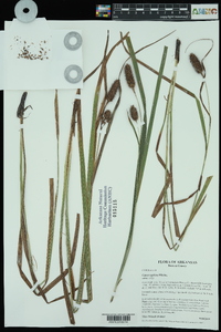 Carex typhina image