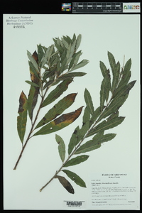 Salix humilis var. humilis image