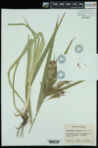 Rhynchospora corniculata image