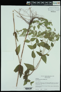 Pycnanthemum muticum image