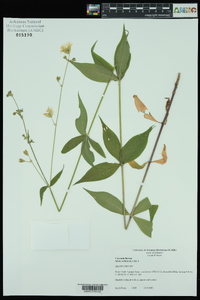 Silene stellata image