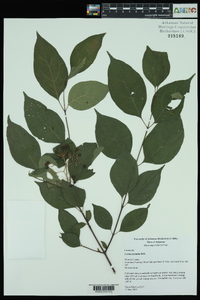 Cornus foemina image