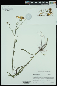 Helenium flexuosum image