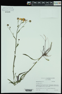 Helenium flexuosum image