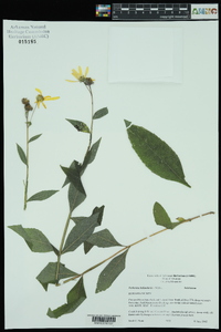 Verbesina helianthoides image