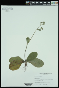 Elephantopus tomentosus image