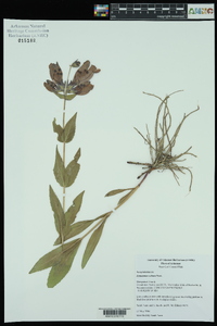 Penstemon cobaea image