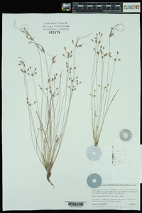 Fimbristylis annua image