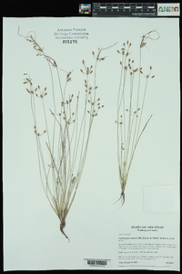 Fimbristylis annua image