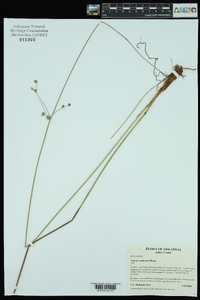 Juncus coriaceus image