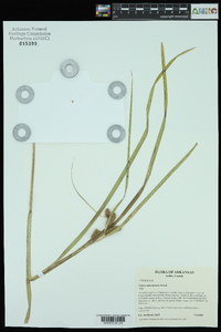 Carex aureolensis image