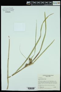 Carex aureolensis image