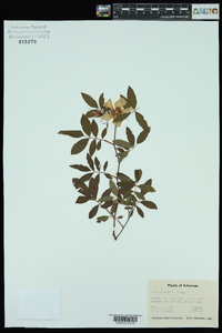 Rosa palustris image