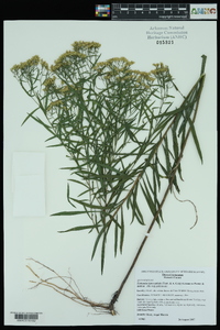 Euthamia leptocephala image